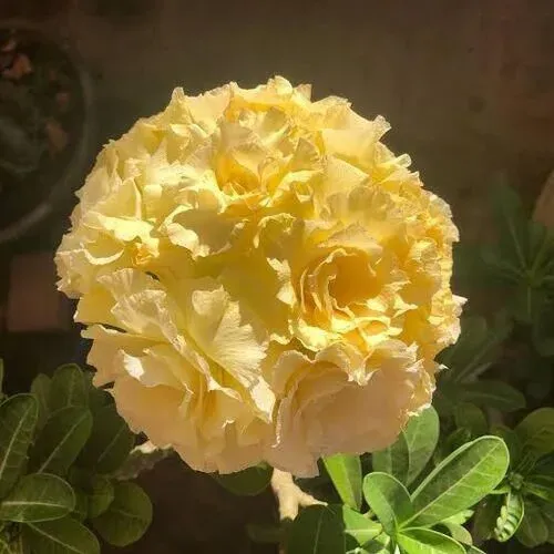 Rosa do deserto amarelo