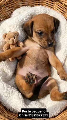 Doação de cachorro