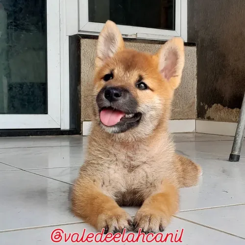 Shiba último filhotinho disponível 