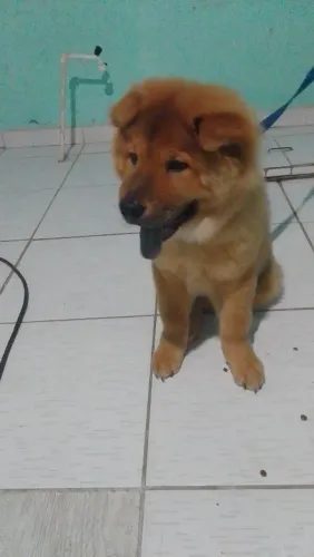 Chow chow