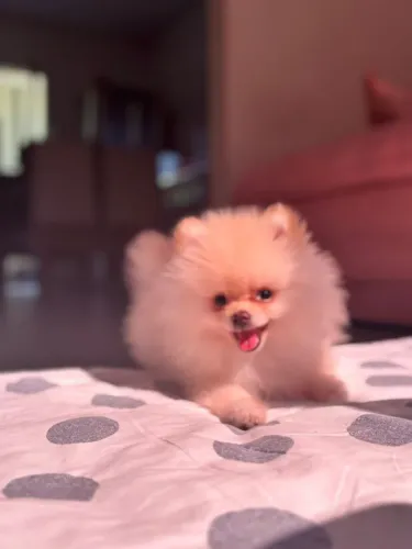 Filhote Lulu da Pomerânia