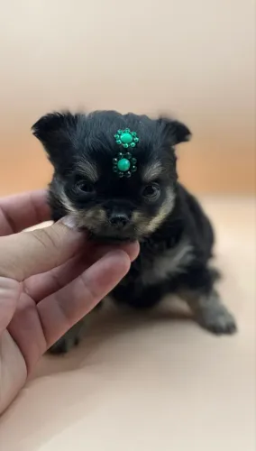 Chihuahua machos pelo longo micro pedigree opcional 