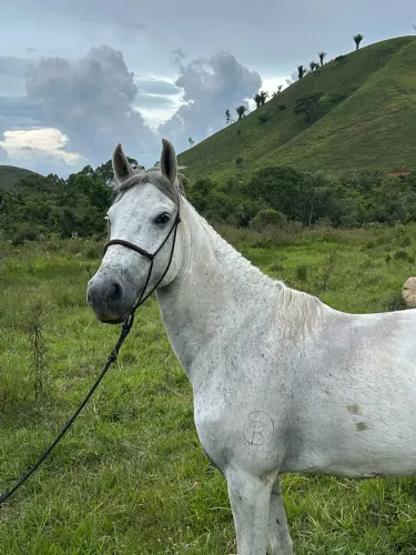 Vendo cavalo de marcha batida