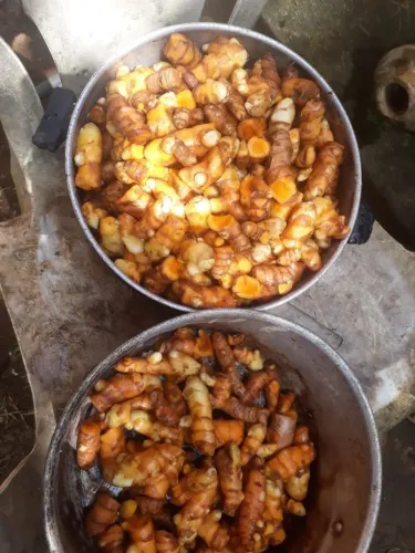 Açafrão da terra curcuma inatura