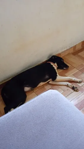 Doa-se uma cadela , SRD , com 1 ano e 2 meses de idade. 