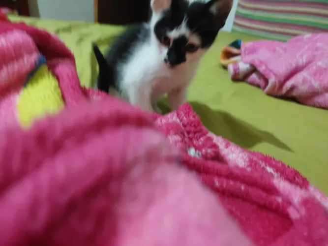 Doa se 2 gatinhas