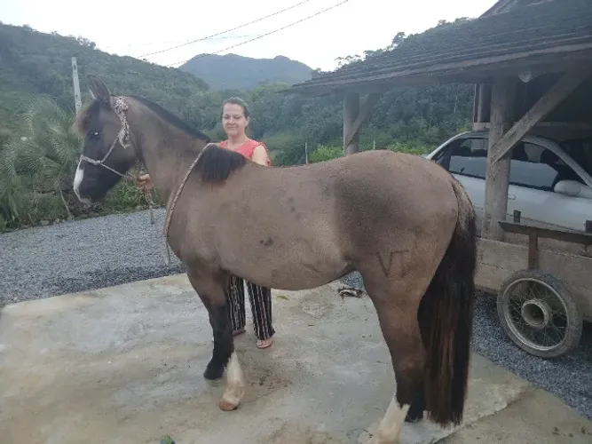 Cavalo criolo