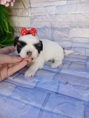 Shitzu fêmea mini tricolor lindaa