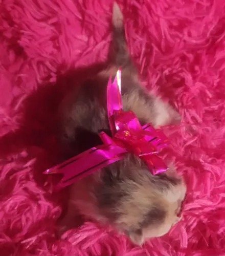 Filhotes de gatos persa