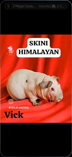 Porqinho da Índia sem pêlo  SKINIS