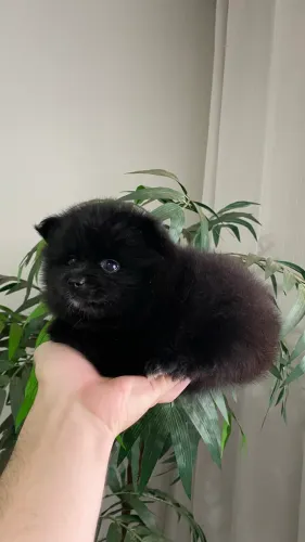 Lulu da pomerânia black macho