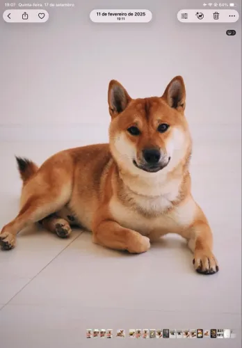Filhotes shiba inu