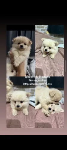 Spitz alemão