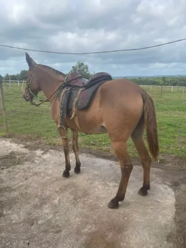 Vendo uma burra fina de sela
