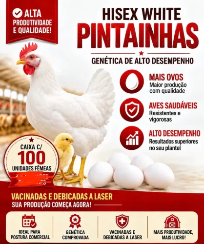 Pintainhas poedeiras de postura branca