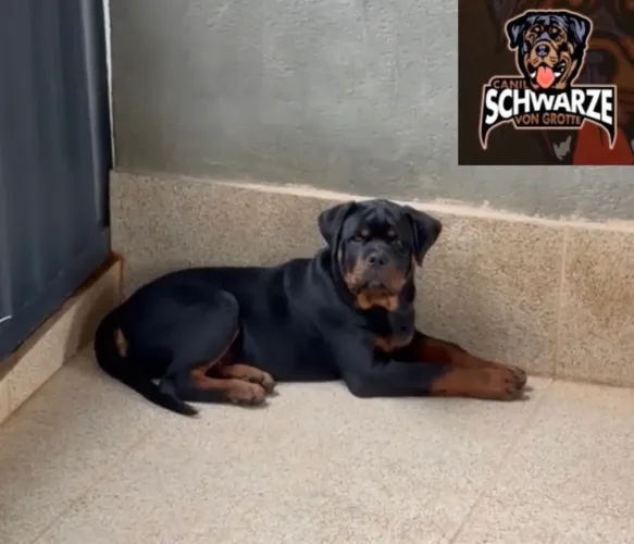 Filhote Macho de Rottweiler - Filho de Campeões 