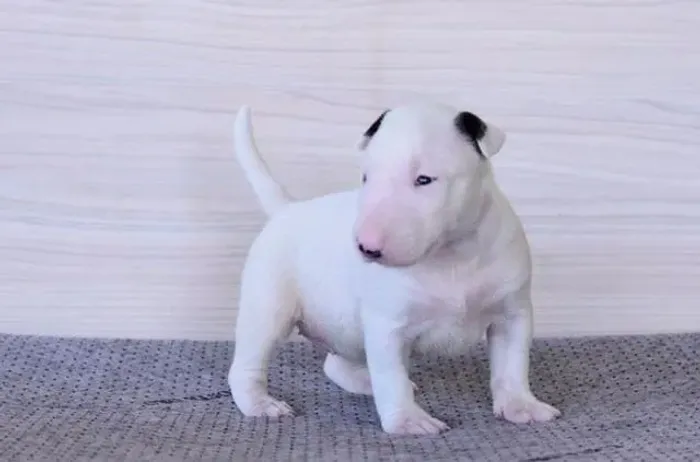 Bull Terrier- Raridade que encanta, 53 dias de vida-Dani
