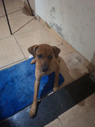 Cachorro perdido 