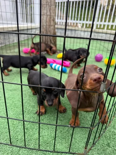 Filhote Dachshund Salsicha