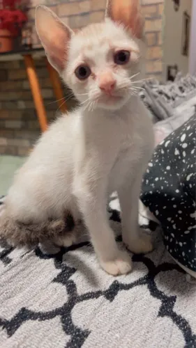 Doação gato