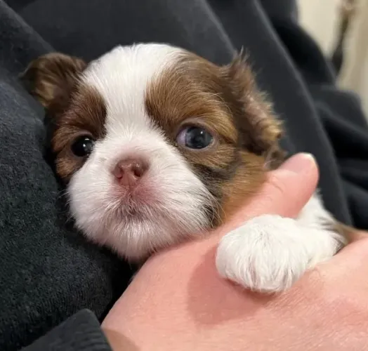 Filhotes de Shih Tzu | Filhote cheio de encanto.