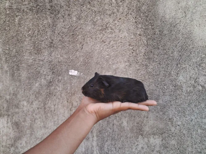 Porquinho da índia macho