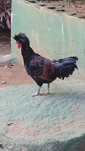 CASAL DE FRANGOS GALO GALINHA POLONESES POR 300,00