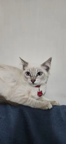 Adoção Gatinho maxo