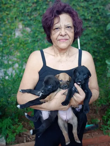 Lindos Filhotes para adoção responsável