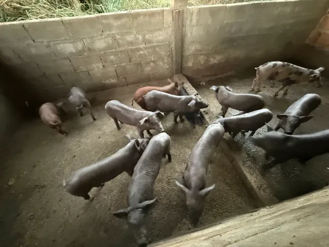 LEITÕES CAPADOS DUROC × PIETRAIN - PRONTOS PARA ENGORDA