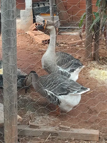 Casal de ganso