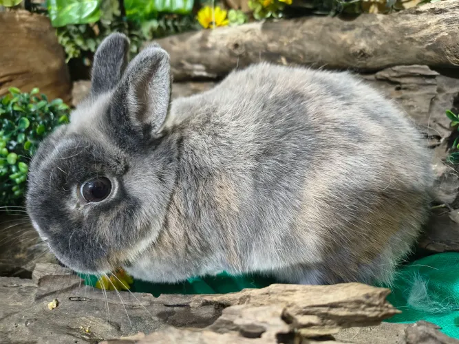 Míni coelhas Netherland infértil a pernas para Pet 