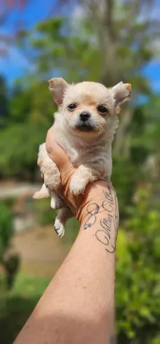 Chihu macho pelo longo ursinho demais