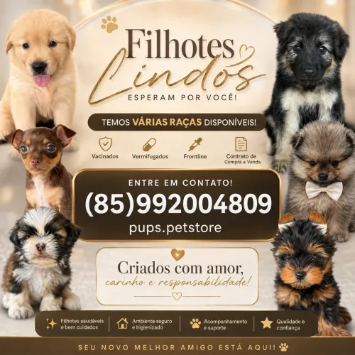 Filhotes lindos e saudáveis! 