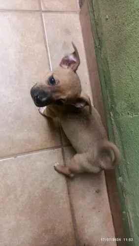 Cachorrinha para adoção