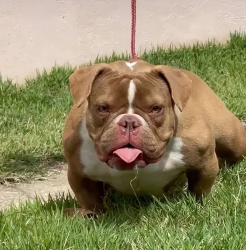 American Bully fêmea <br>3 anos<br>Pedigree <br><br>R$ 1000<br><br>Motivo: estou parando de criar