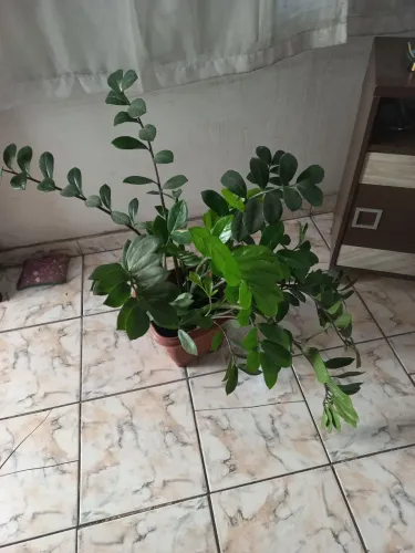 Zamiocuca