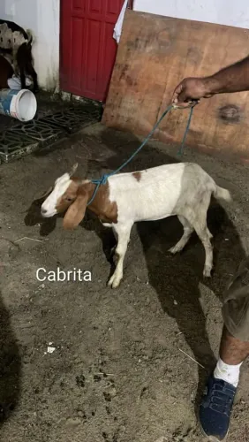 Cabrita 
