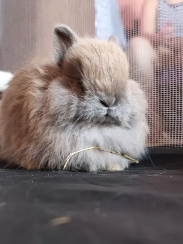 Mini coelho fêmea 