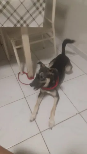 Animais 