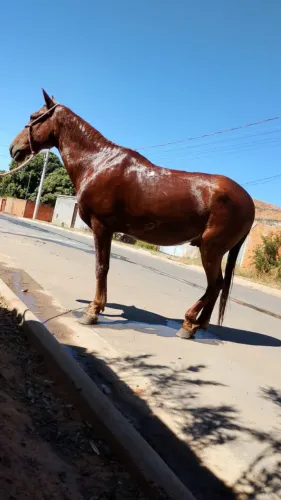 Cavalo para Cavalgada e Campo