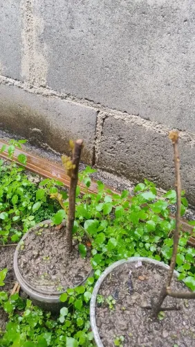 Mudas de Ypê amarelo