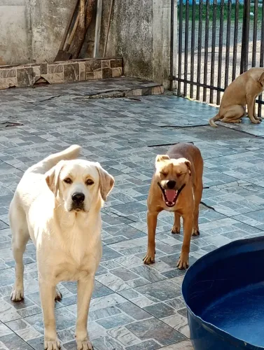 Doa-se labrador branco