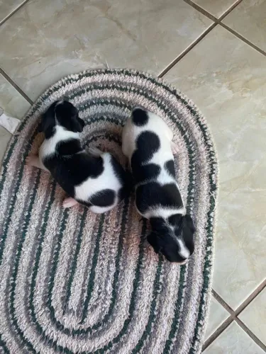 Filhote Fox Paulistinha mestiço com Pinscher - R$ 400