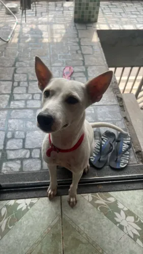 cachorro