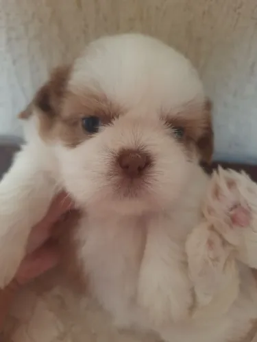 Shih Tzu Filhotes Fígado com Branco