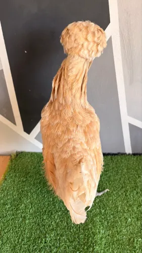 Galinha polonesa