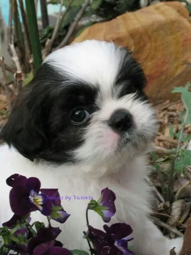 Shih Tzu Irresistível Esperando Por Você