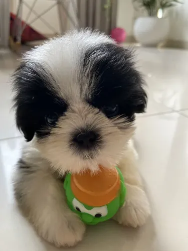 Shihtzu Pet pronto para te conquistar de verdade