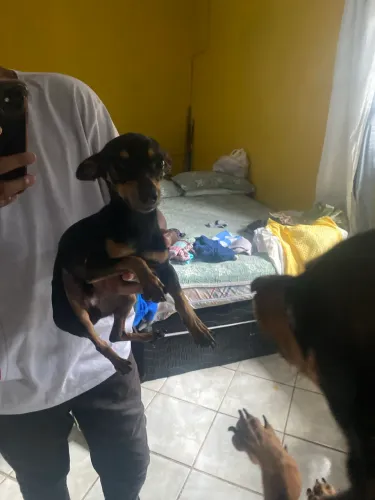 Cachorro